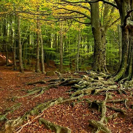 Montsoliu